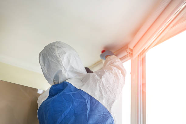 Best Mold Odor Removal Services in USA